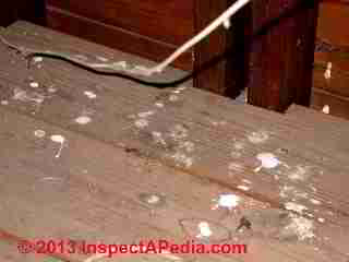 Evidence of birds in the attic of a building even when the birds are not home (C) Daniel Friedman