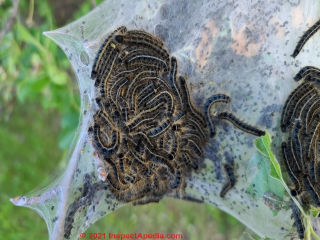 Browntail moth caterpillar (C) Daniel Friedman at InspectApedia.com