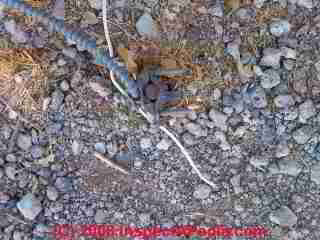 Ground rod and ground wire (C) Daniel Friedman T Hemm