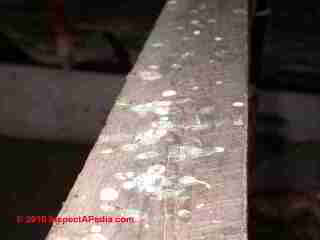 Bird dropping stains on an attic beam  (C) Daniel Friedman
