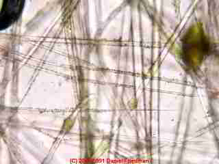 Fiberglass insulation under the microscope (C) Daniel Friedman