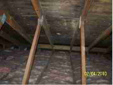 Black  moldy attic (C) D Friedman D Grudzinski