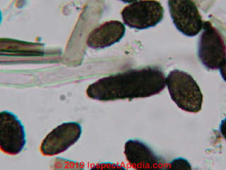 Black mold spores Stachybotys chartarum atra (C) Daniel Friedman at InspectApedia.com