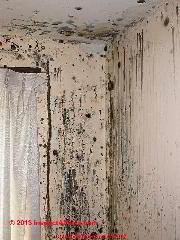 Home destroyed by mold following a burst pipe (C) Daniel Friedman at InspectApedia.com