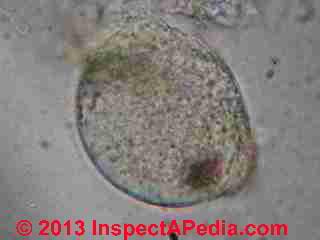 Fungal spores from basement subfloor mold growing in fern like or bracken pattern (C) InspectApedia