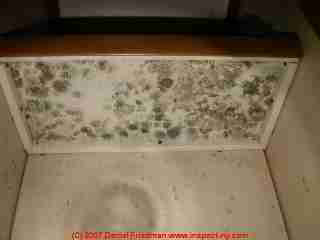 Green mold in the pantry (C) Daniel Friedman