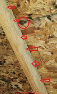 Mold growth on both OSB and trusses suggests this mold grew in the attic and did not simply come in on moldy OSB at time of construction. (C) InspectApedia.com Joseph