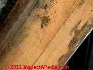 Photo of mold on wall side of wood baseboard floor trim  (C) Daniel Friedman