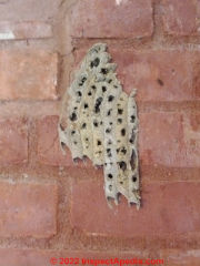Mud dauber wasp nest on a brick wall (C) Daniel Friedman at InspectApedia.com