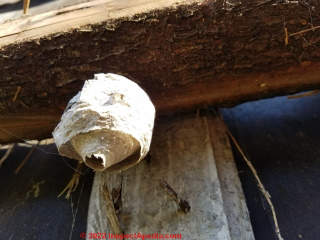 Hornets nest gray papery material (C) Daniel Friedman at InspectApedia.com