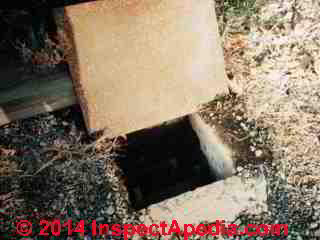 Septic dye test failuire shows up in a surface area drainage distribution box at the base of a neighbor's raised bed septic system © D Friedman at InspectApedia.com 