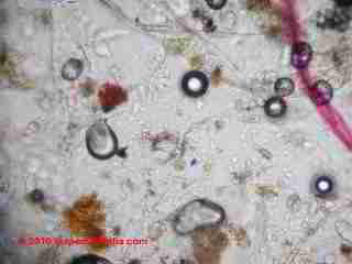 Basement dust sample © D Friedman at InspectApedia.com 