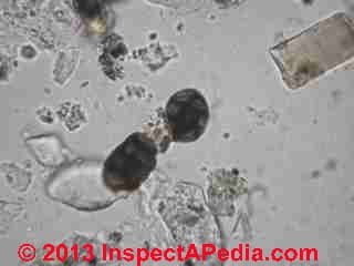 House dust particles - fungal spore Pithomyces chartarum (C) InspectApedia