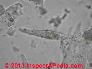 House dust particles - possible rodent dander (C) InspectApedia