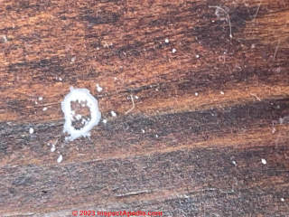ring spots on wood flooring (C) InspectApedia.com Mara