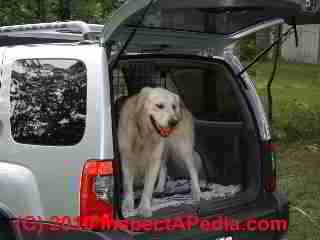 Dog as pet smell source in car (C) Daniel Friedman