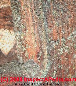 Photo closeup of toxic green and white mold on wood furniture in a damp basement