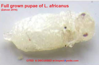 Powder post beetle pupae, full grown, . africanus (Zahran 2016) cited & discussed at InspectApedia.com