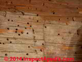 Close up photo of old house borer beetle exit holes & wood damage © Daniel Friedman at InspectApedia.com