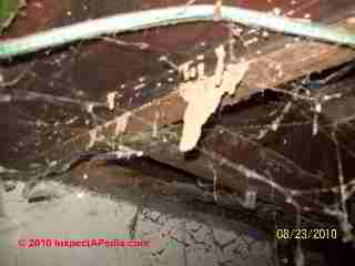 Termite damage photographs (C) D Friedman D Grudzinski