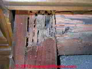 Photograph of  termite damage to the floor structure of a 1920's home.