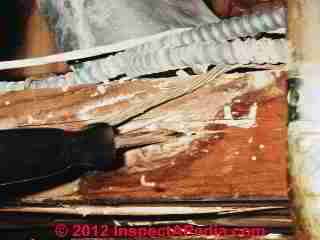 Termite damaged ceiling joist © Daniel Friedman at InspectApedia.com