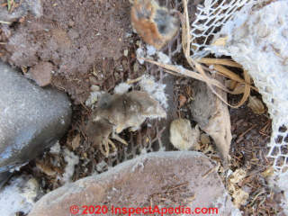 Dead mice had - before their demise - invaded this clothes dryer vent and still do (C) Daniel Friedman at InspectApedia.com
