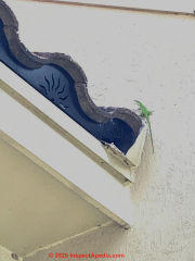 Bird stops at eaves or openings in clay roofing tiles (C) InspectApedia.com Kimbrough