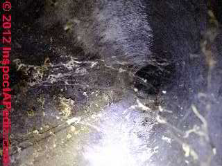 Water and rodents in air duct © D Friedman at InspectApedia.com 