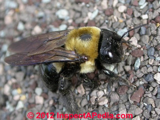 How do you identify carpenter bees?