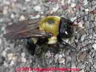 Carpenter Bee closeup photo (C) Daniel Friedman