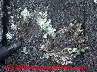 Photograph of lichens growth on asphalt shingles (C) Daniel Friedman