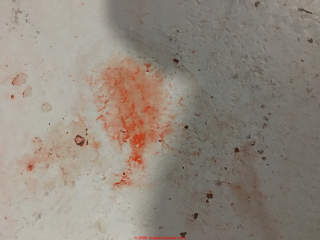 Red stains on painted concrete (C) InspectApedia.com Mohring