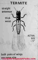 Termite identification sketch © Daniel Friedman at InspectApedia.com