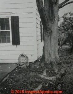 Tree damage to foundation (C) Daniel Friedman