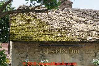 Moss on a roof in Wolvercote, Oxford, UK (C) Daniel Friedman