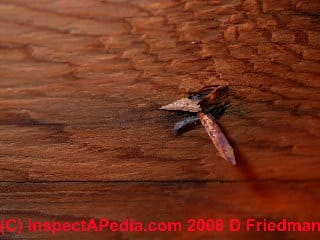 Photo of roofing nail protruding in attic