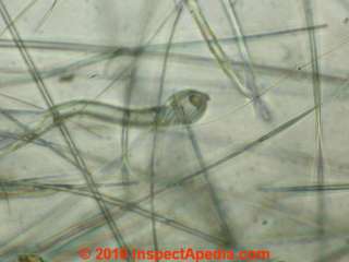Gold bond rock wool insulation under the microscope (C) Daniel Friedman