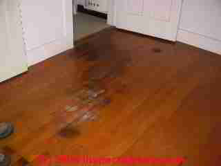 Pet urine stains on a hardwood floor © Daniel Friedman