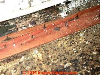 Possible mold contamination on carpet padding; slight water staining on carpet tack strips (C) Daniel Friedman