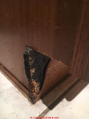 The dog chewed our cabinet base - is this mold (C) InspectApedia.com Mallory