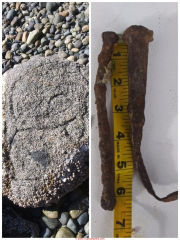 Old nails, Puget Sound, Washington (C) InspectApedia.com Shelly