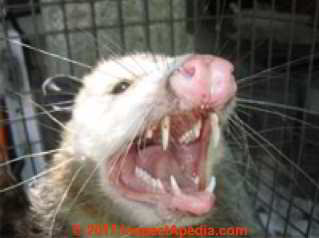 Opossums can bite when trapped and frightened (C) InspectApedia Gatto