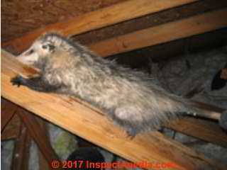 Possum in the attic of a home needs to be removed safely without harm to humans nor to the possum (C) Inspectapedia Gatto