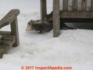 Opossum outdoors looking for a warm spot during winter in Poughkeepsie (C) Daniel Friedman