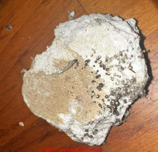 Mold on sheetrock (C) InspectApedia.com William
