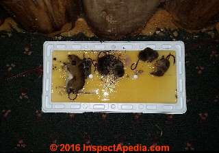 Mice stuck in a glue trap in Silver Creek Minnesota (C) Daniel Friedman