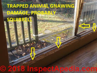 Animal damage to window interior (C) Daniel Friedman at InspectApedia.com