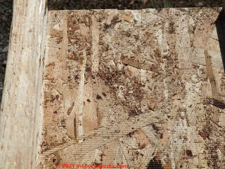 Cosmetic mold on a wood I-joist (C) Daniel Friedman at InspectApedia.com