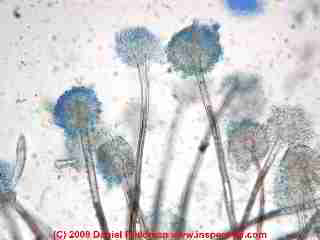 Photograph of Aspergillus sp. conidiophores at 1200x, lacto phenol cotton blue stain .